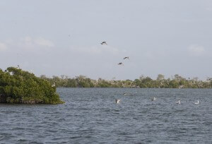 Pelican Key