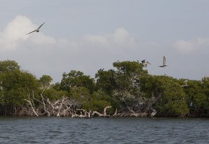 Pelican Key