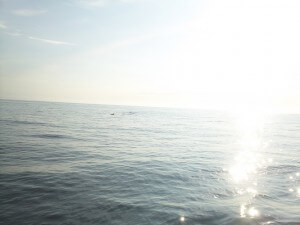 If you look closely, you can see some dolphins. Object in the photo were closer than they appear!