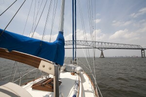 Bear at the Francis Scott Key Bridge on the Patapsco