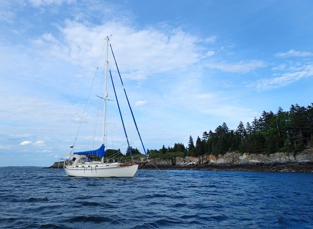 Bear at Jewell Island