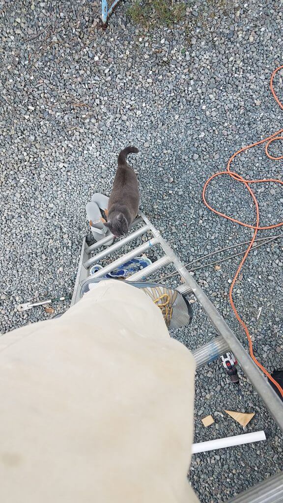 Boatyard cat climbing a ladder