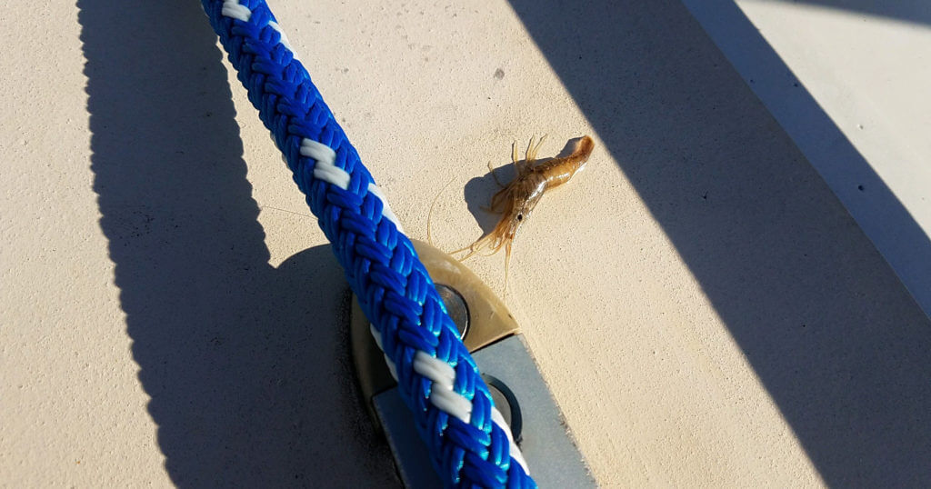 Grass shrimp on the cabintop with staysail sheet