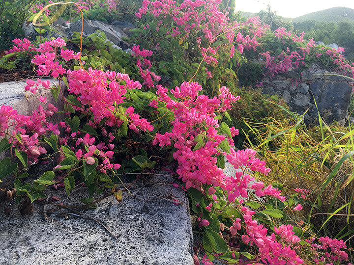 ivy-like vines with pink flowers encasing stone ruins