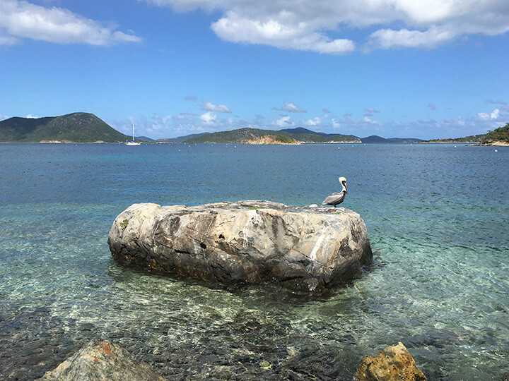 A pelican on a rock cleaning itself in the foreground with a large expanse of blue water and a white hull sailboat in the far background.