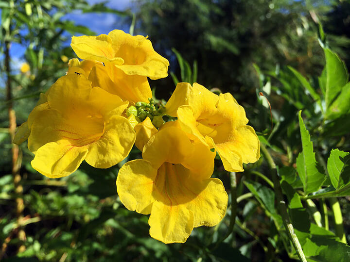 four yellow trumpet looking flowers